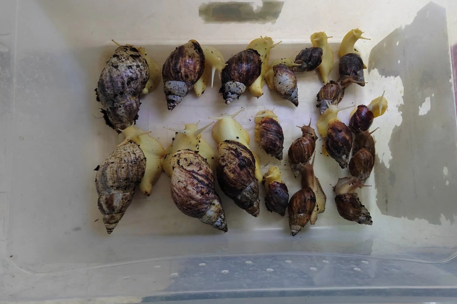 Subotičanka je u stanu držala i puževe koji su zabranjeni (Policijska uprava Subotica)