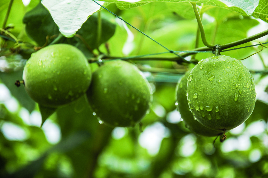 Monahovo voće (Foto: Shutterstock)