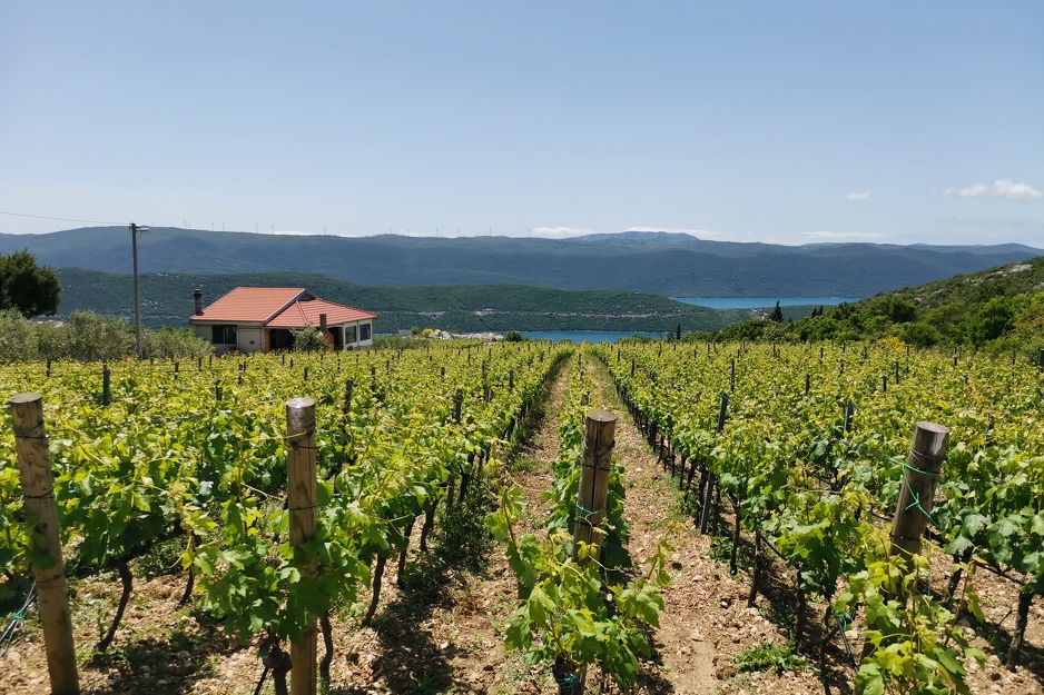 Vinograd Bagur