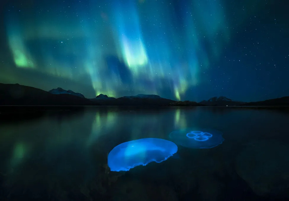 Foto: Audun Rikardsen/Wildlife Photographer of the Year
