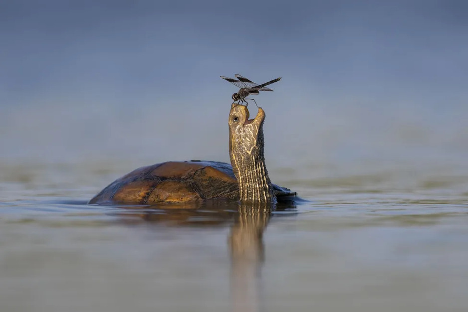 Foto: Tzahi Finkelstein/Wildlife Photographer of the Year