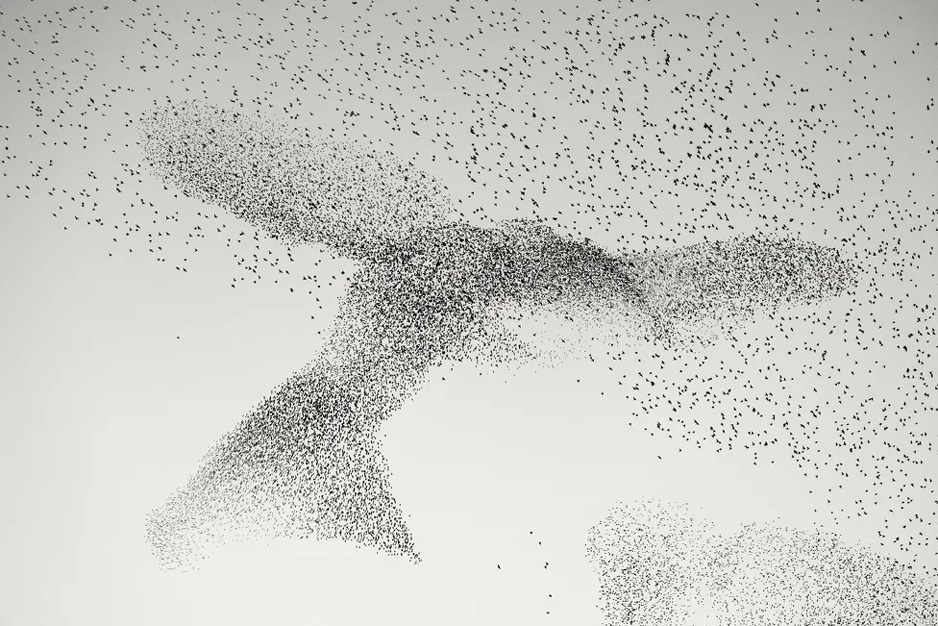 Foto: Daniel Dencescu/Wildlife Photographer of the Year