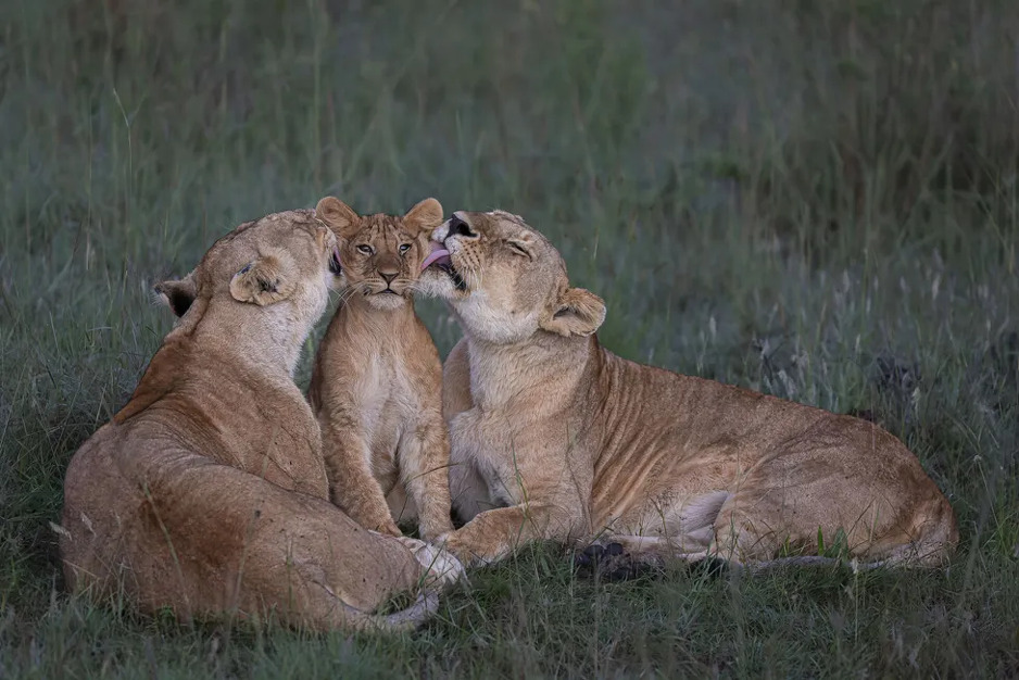 Foto: Mark Boyd/Wildlife Photographer of the Year