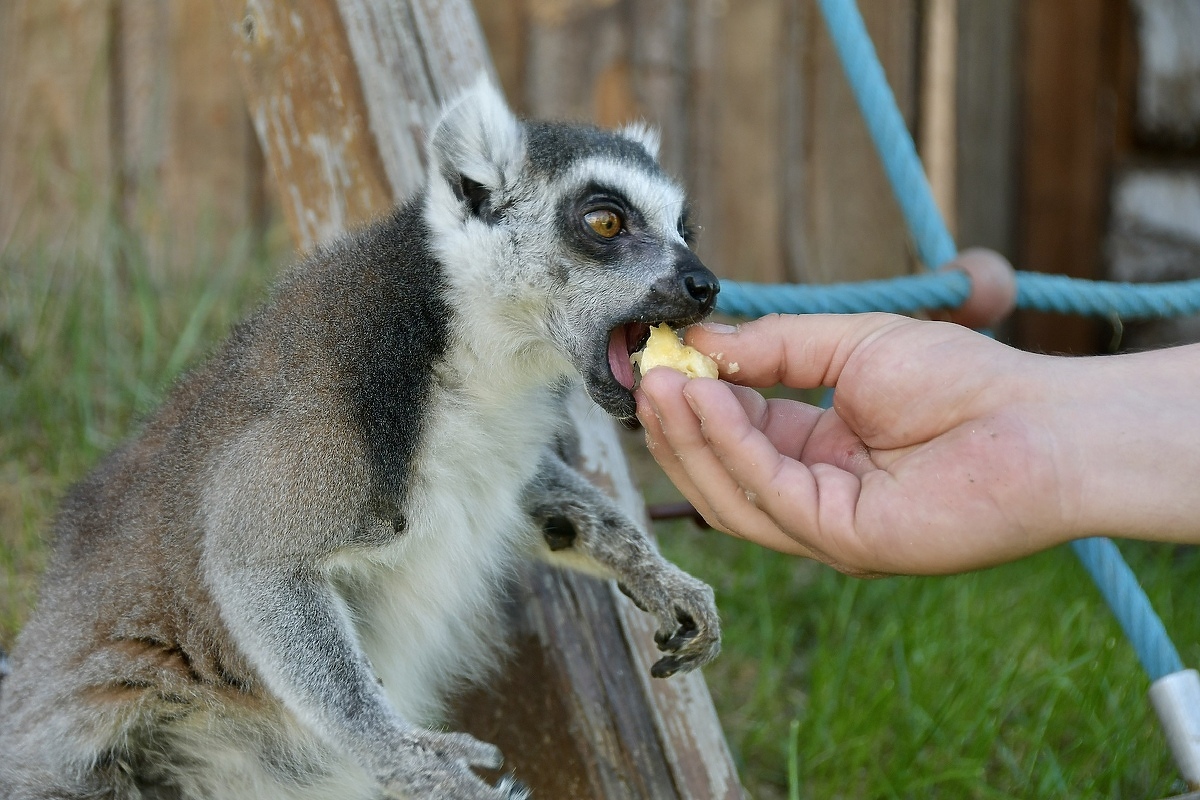 Hranjenje životinje (Foto: I. Š./Klix.ba)