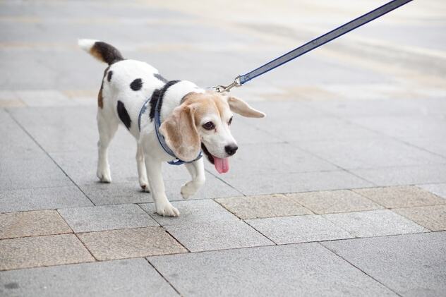 Foto: Dogster.com