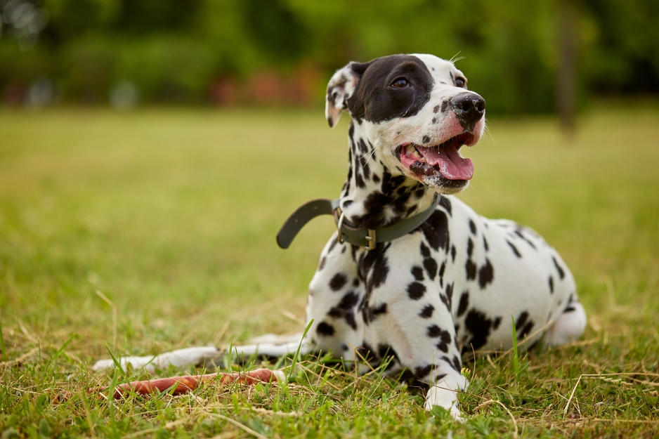 Foto: Shutterstock