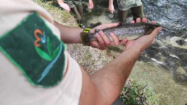 Vraćanje autohtone potočne pastrmke dunavskog sliva na Vrelo Bosne (Foto: Zaštićena prirodna područja Sarajeva)