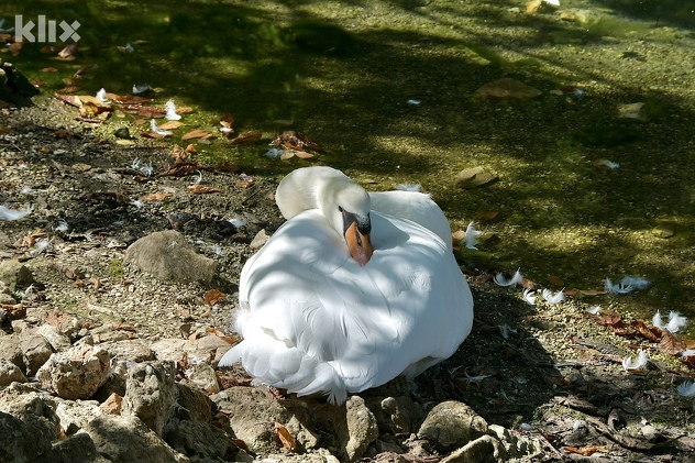 Vrelo Bosne (Foto: I. Š./Klix.ba)