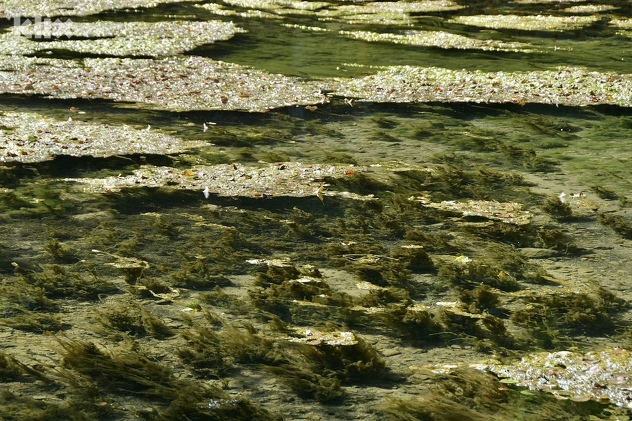 Vrelo Bosne (Foto: I. Š./Klix.ba)