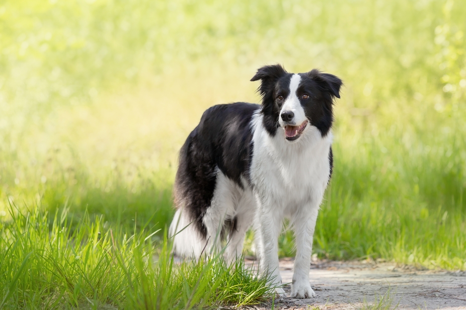 Border Collie (Foto: Shutterstock)