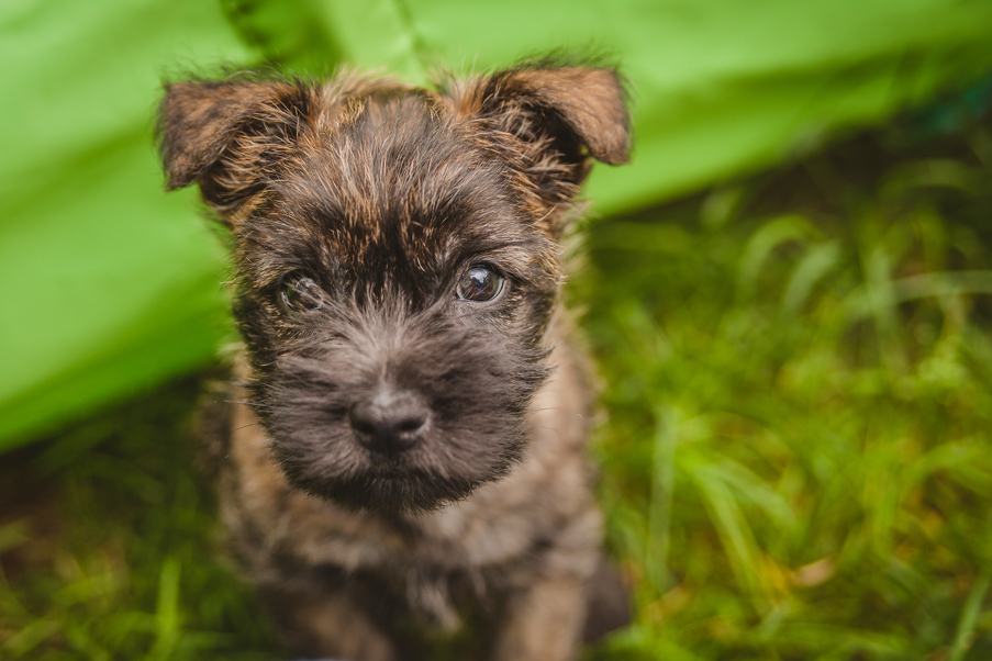 Cairn terijer (Foto: Shutterstock)