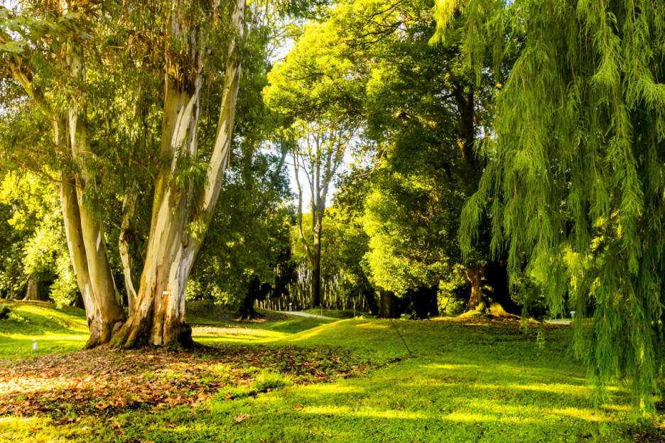 Botanički park u vlasništvu Ivanishvilija (Foto: Shutterstock)