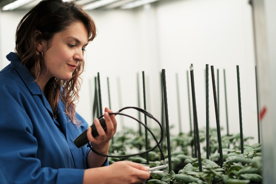 Pojedine sorte krompira pokazale se otpornijima (Foto: Univerzitet u Beču)