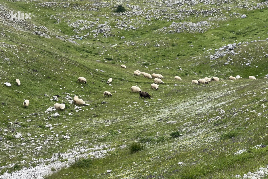 Predjeli Bjelašnice pogodni su za ispašu (Foto: A. K./Klix.ba)