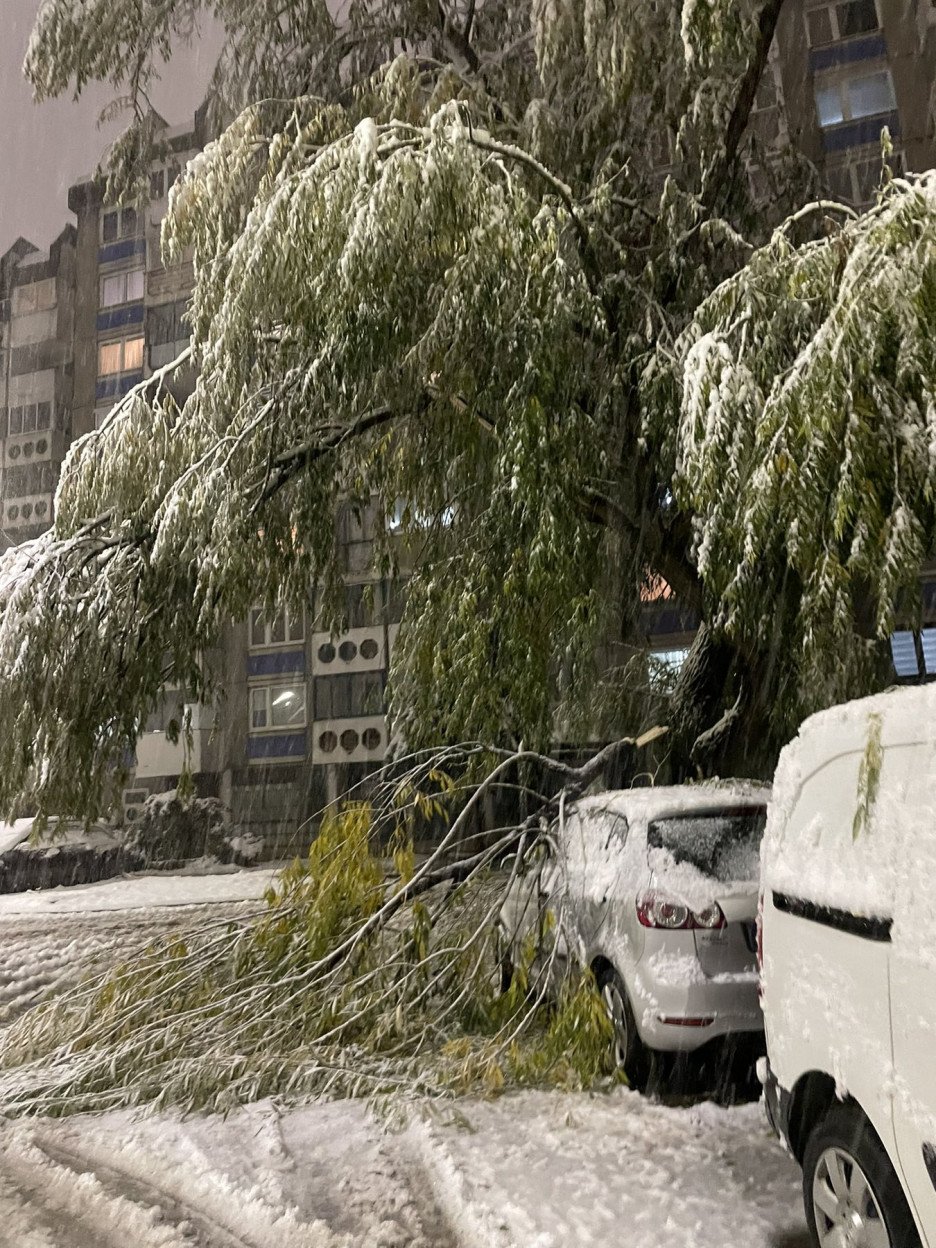 Oboreno stablo na Alipašinom Polju (Foto: Čitatelj)