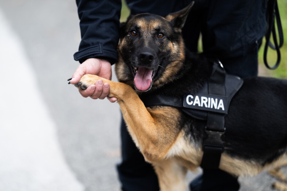 Hrvatska bilježi uspjehe u borbi protiv crnog tržišta