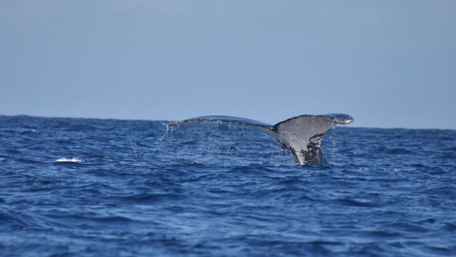 Grbavi kit u Indijskom okeanu kod obale Zanzibara (Foto: Ekaterina Kalashnikova)