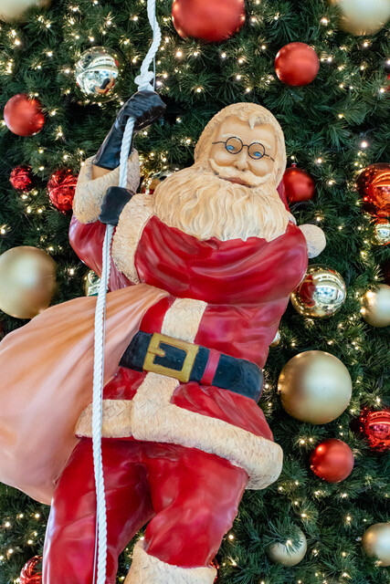 Obrnuta jelka u Alti