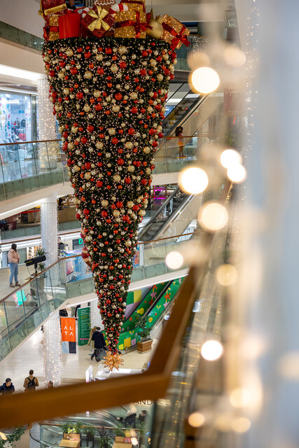 Obrnuta jelka u Alti