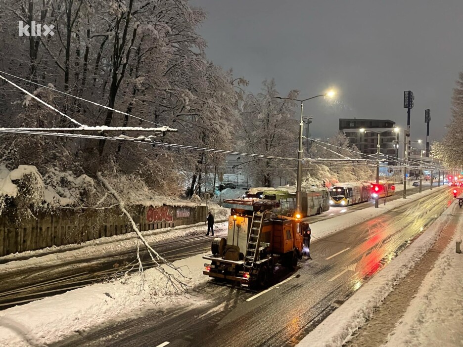 Stablo palo na Grbavici (Foto: Čitatelj)