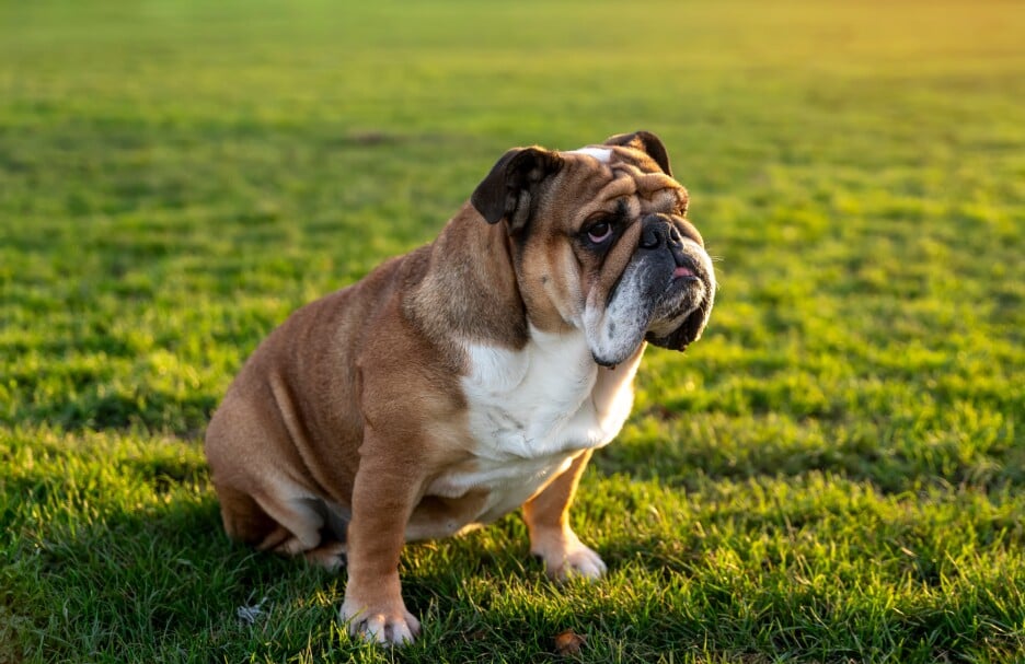 Buldog (Foto: Shutterstock)