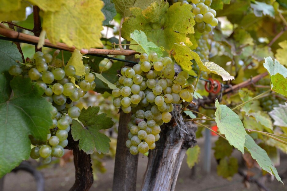 Urbana poljoprivreda ima iste izazove kao i poljoprivreda u ruralnim sredinama (Foto: Grad Beč)