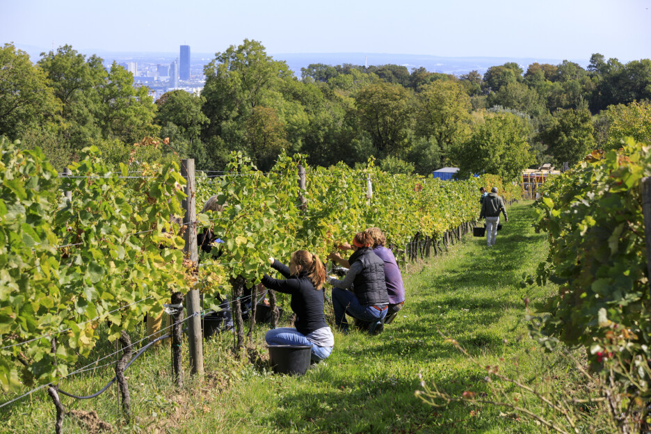 Vinogradi su na 700 hektara zemljišta (Foto: Grad Beč)