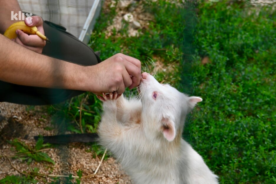Albino rakun u početku je bio strašljiv ljubimac, a sada se ne odvaja od svog vlasnika (Foto: V. D./Klix.ba)