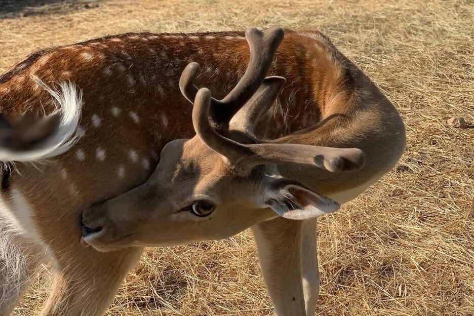 Bambi po kojem je zoo vrt dobio ime izgleda kao iz crtića