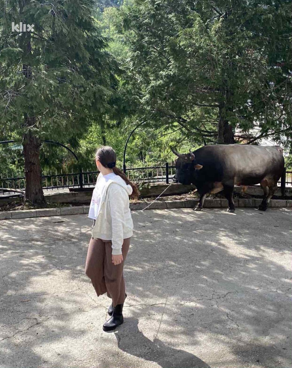Trening s bikovima nije samo fizički rad – to je odnos pun povjerenja, emocije i razumijevanja (Fotografija ustupljena Klix.ba)