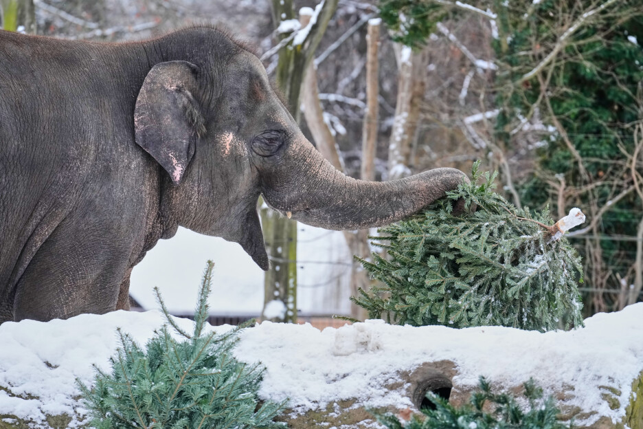 Slonovi su surlama otkidali grane, bacajući ih po svom ograđenom prostoru (Foto: AP)