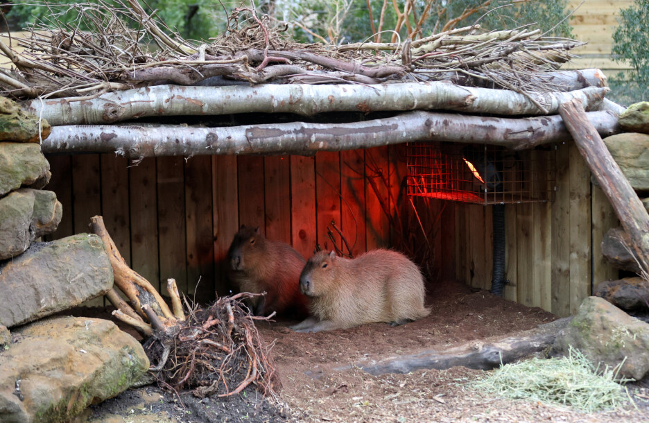 Kapibare Kiwi i Gizmo se skrivaju ispod grijalice u Londonskom zoološkom vrtu (Foto: Reuters)