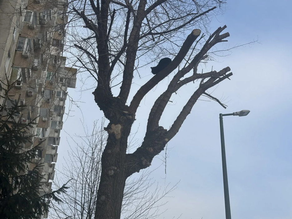 Spašavanje mačke s drveta na Alipašinom Polju (Foto: Čitatelj)