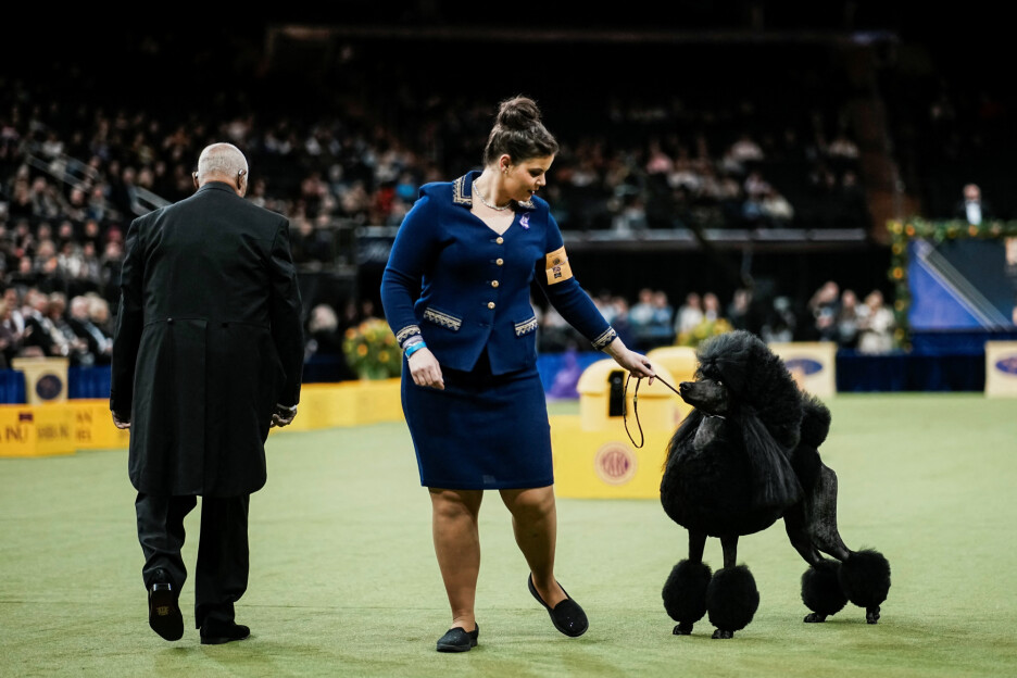 Pudla sluša naredbe svoje vlasnice (Foto: Reuters)