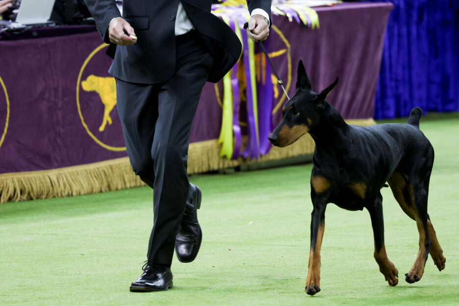 Dobermanka Penny (Foto: Reuters)