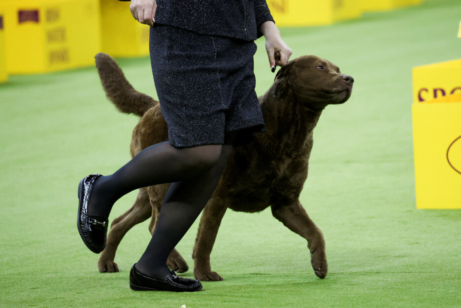 Retriver Cota (Foto: Reuters)