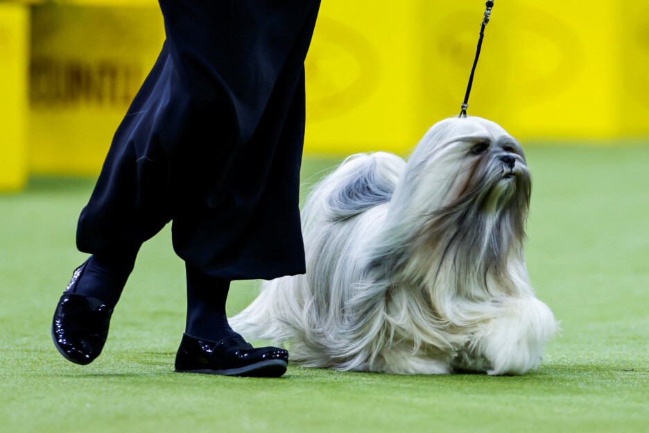 lhasa apso JJ (Foto: Reuters)