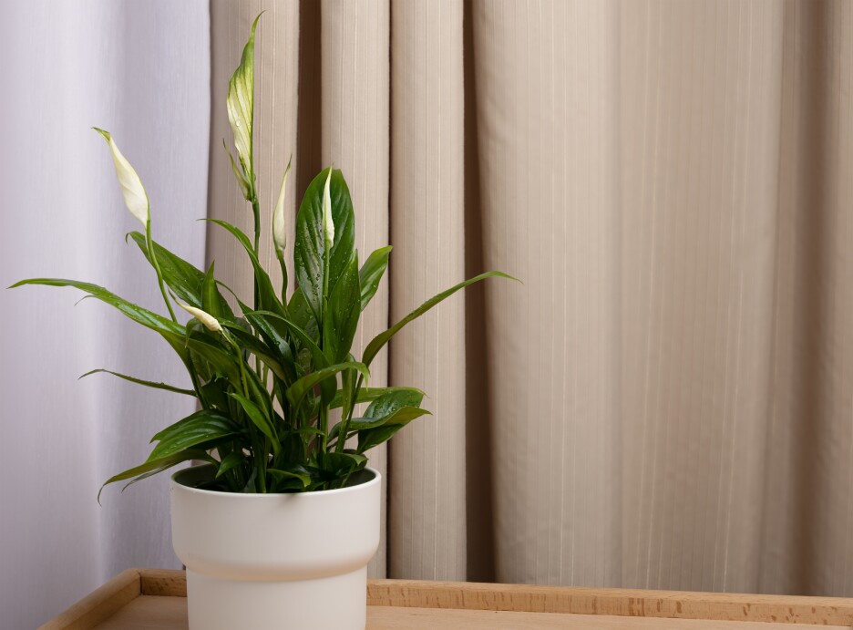 Spathiphyllum wallisii ili mirni ljiljan (Foto: Shutterstock)