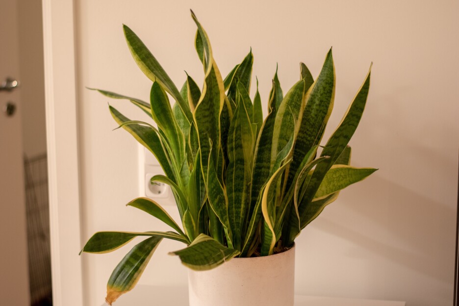 Sansevieria trifasciata ili svekrvin jezik (Foto: Shutterstock)