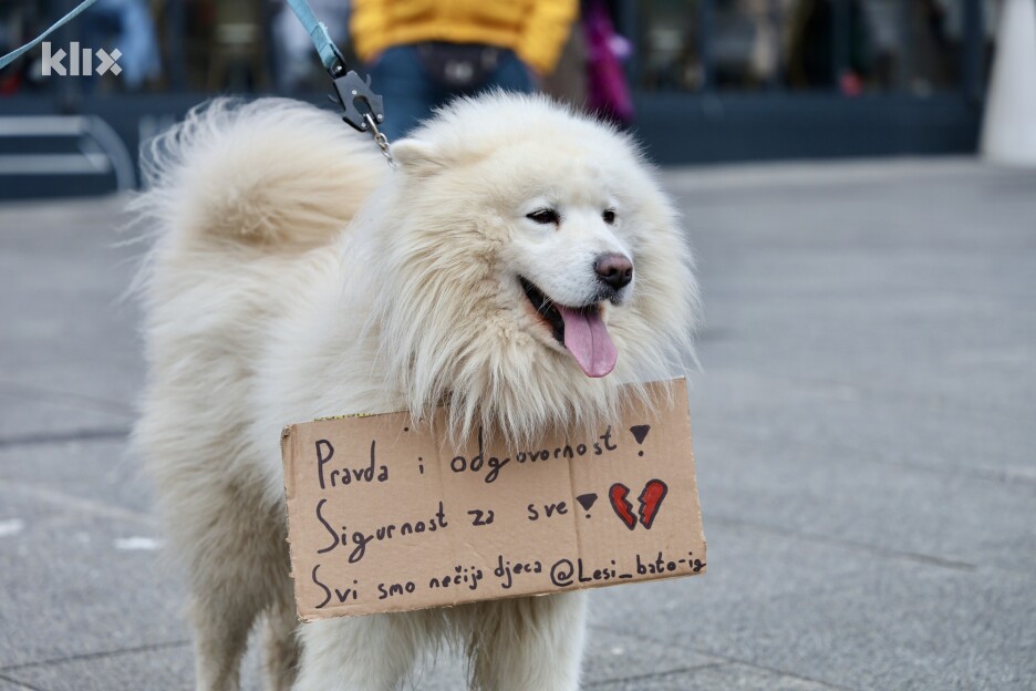 Sibirski samojed koji je oko vrata nosio transparent s porukom (Foto: I. Š./Klix.ba)