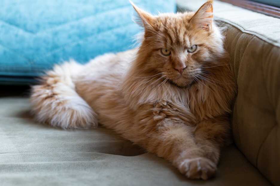 Maine Coon (Foto: Shutterstock)