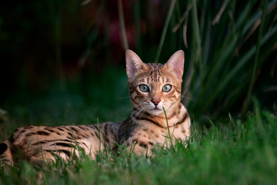 Bengalska mačka (Foto: Shutterstock)