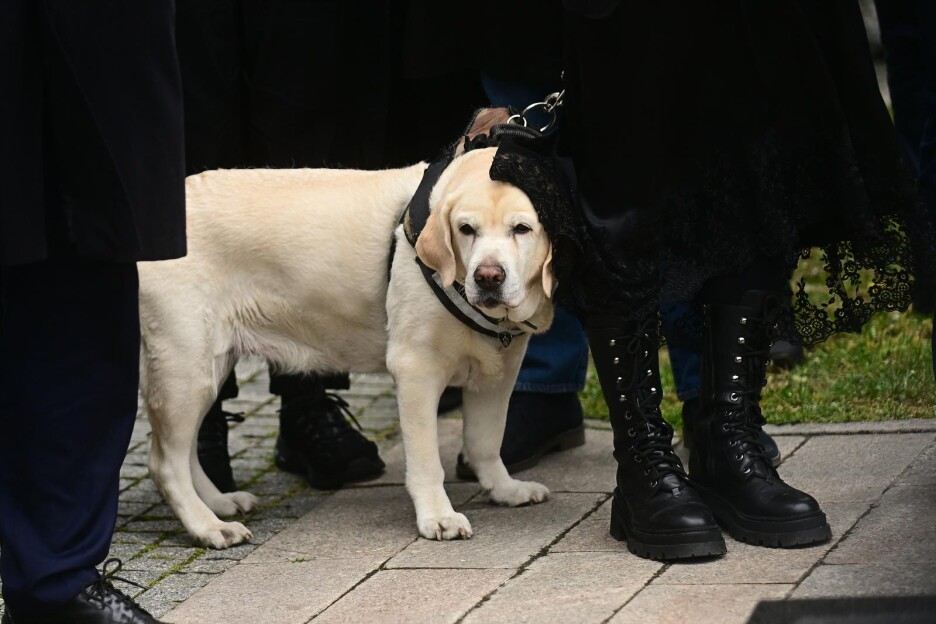 Labradorka Žuta na sahrani Duška Vujoševića (Foto: Pixsell/Dušan Milenković)