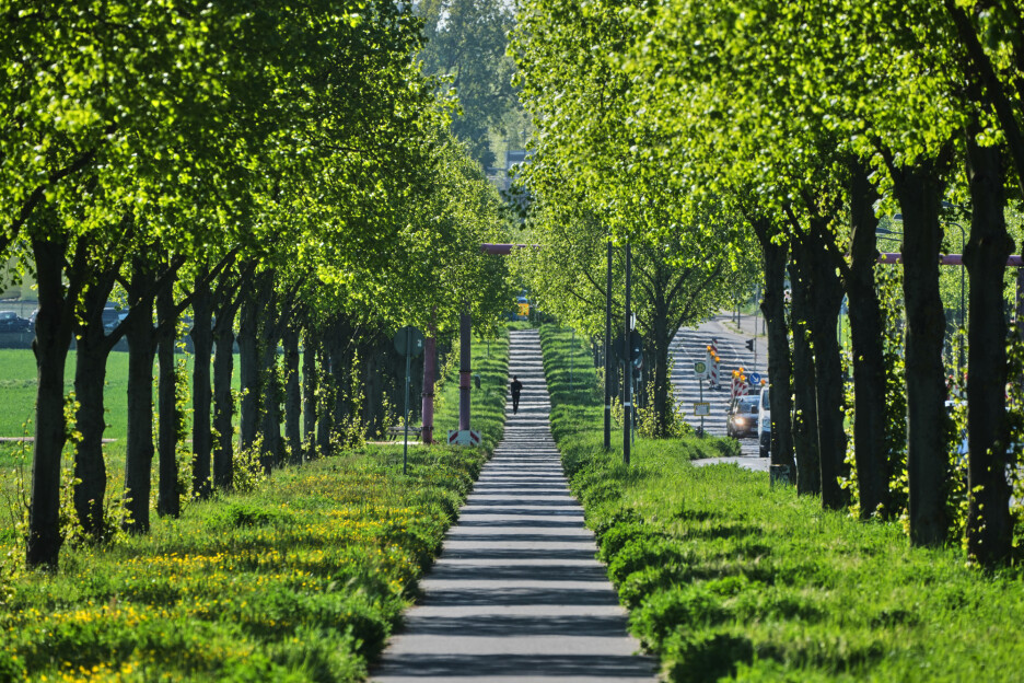 Climate Cooling Trees (Foto: AP)