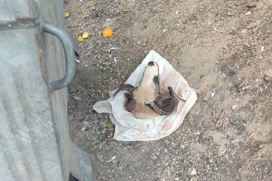 Animalni nusproizvodi moraju se odložiti na mjesta koja su u tu namjenu predviđena ili zakopati na mjestu gdje u blizini nema podzemnih voda (Foto: Facebook)