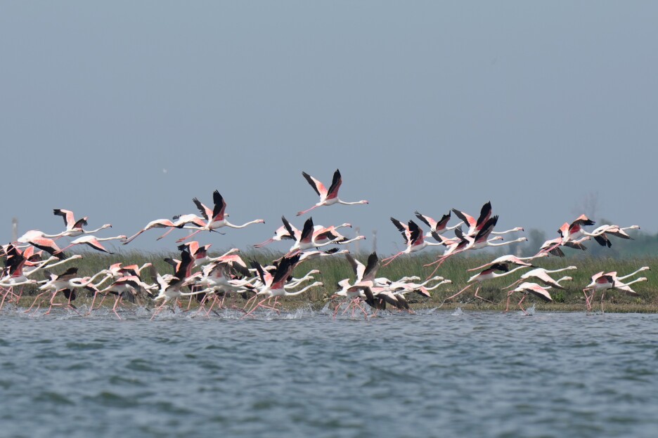 Flamingosi, koji se najčešće gnijezde u Španiji i Francuskoj, u Venecijanskoj laguni počeli su se pojavljivati početkom 2000-ih godina (Foto: AP)