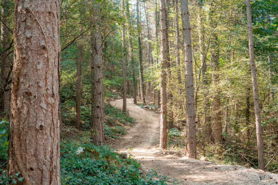 Forest Therapy