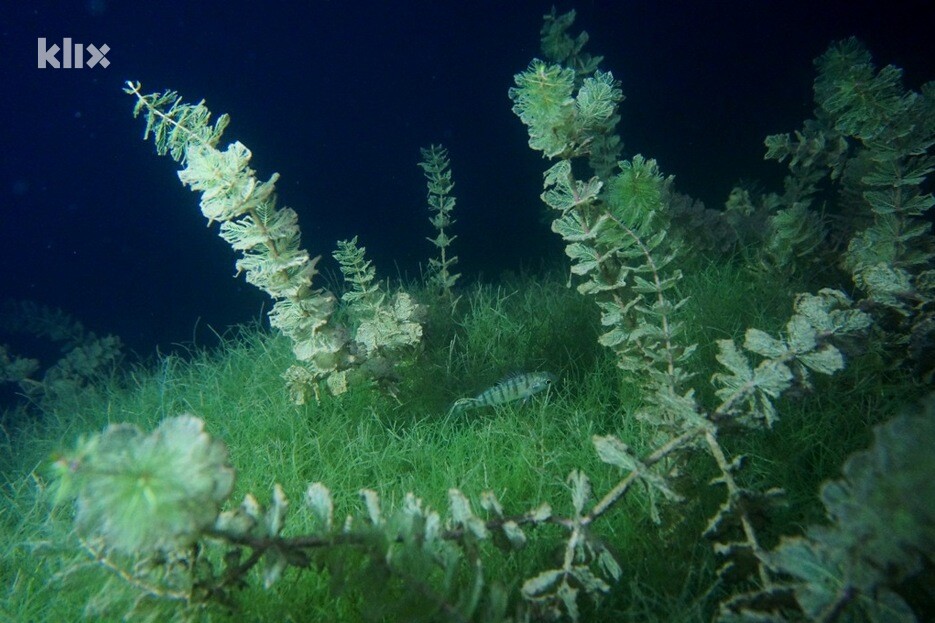 Foto: Klix.ba