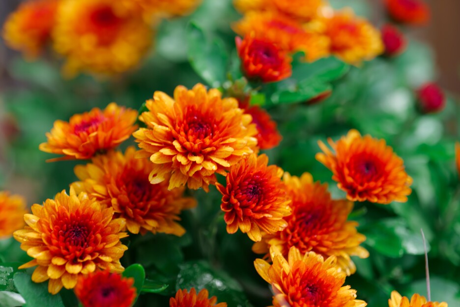 Krizanteme (Foto: Shutterstock)