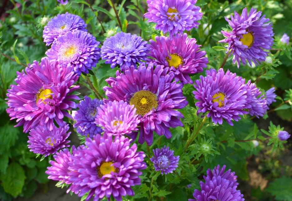 Zvjezdan/Aster (Foto: Shutterstock)